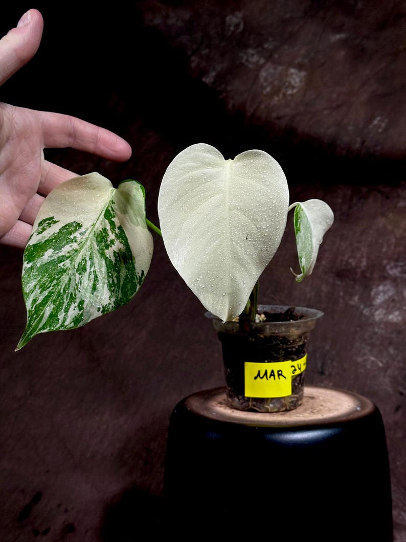 Variegated Monstera Albo Plant - Rare White Monstera Borsigiana - Indoor Houseplant - Monstera Albo - Exact Plant by US Seller