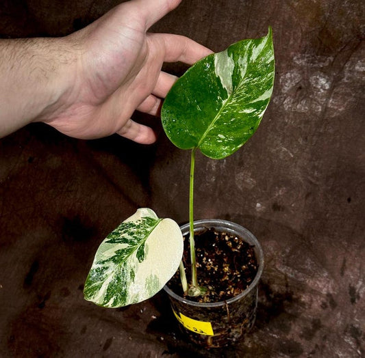 Variegated Monstera Albo Plant - Rare White Borsigiana - Indoor Houseplant - Monstera Albo - Unique Green & White Leaves