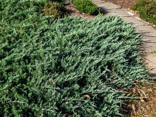 Blue Rug Juniper Shrub - Ground Cover Plant, Silver-Blue Foliage, Juniperus Horizontalis Wiltonii, Cold Hardy & Low Maintenance