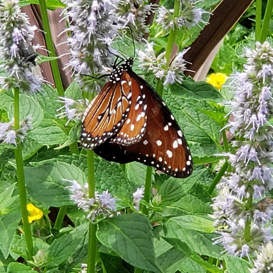 Blue Fortune Agastache Plant - Starter Size Purple Butterfly Hummingbird Garden Flower - Agastache 'rugosa x foeniculum'