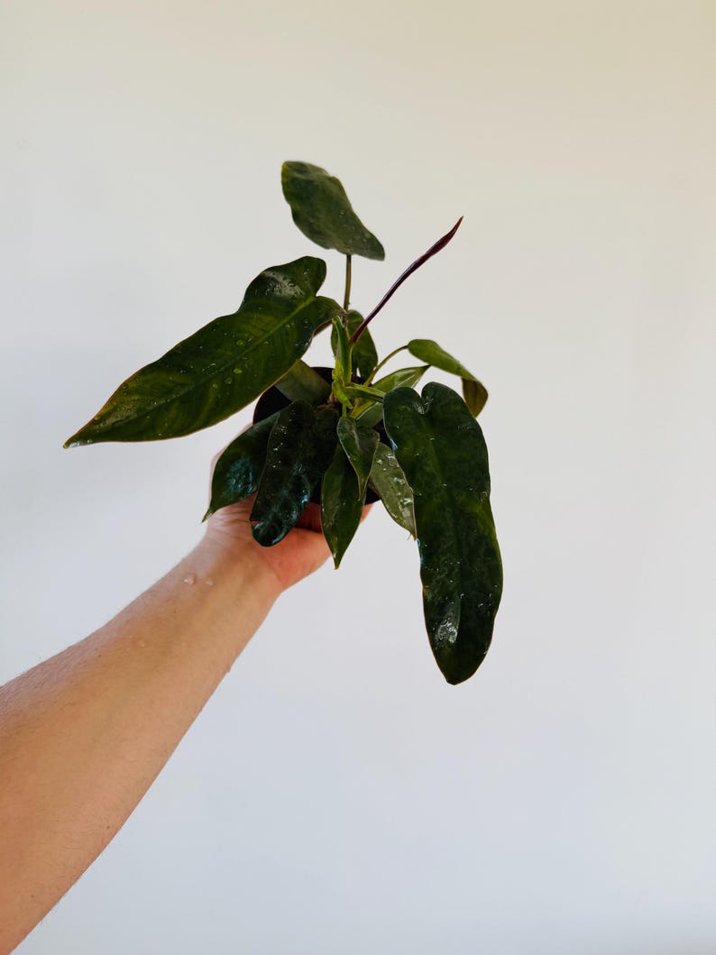 Philodendron Atabapoenese Live Plant - 4” Rare Aroid Houseplant - Blue Foliage - Ideal for High Humidity, Partial Shade