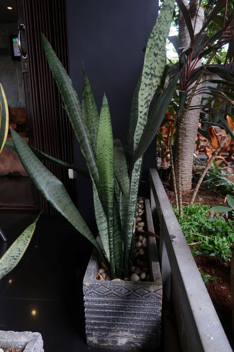 Sansevieria Zeylanica Snake Plant - Best Indoor Plant for Low Light & Air Purification - Mother-in-Law's Tongue - Easy Care