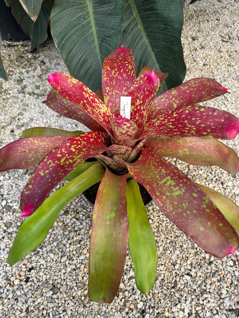 Bromeliad Plant Neoregelia Jenga, Burgundy & Soft Green Blends, Exotic Low-Maintenance Houseplant, Colorful Year-Round
