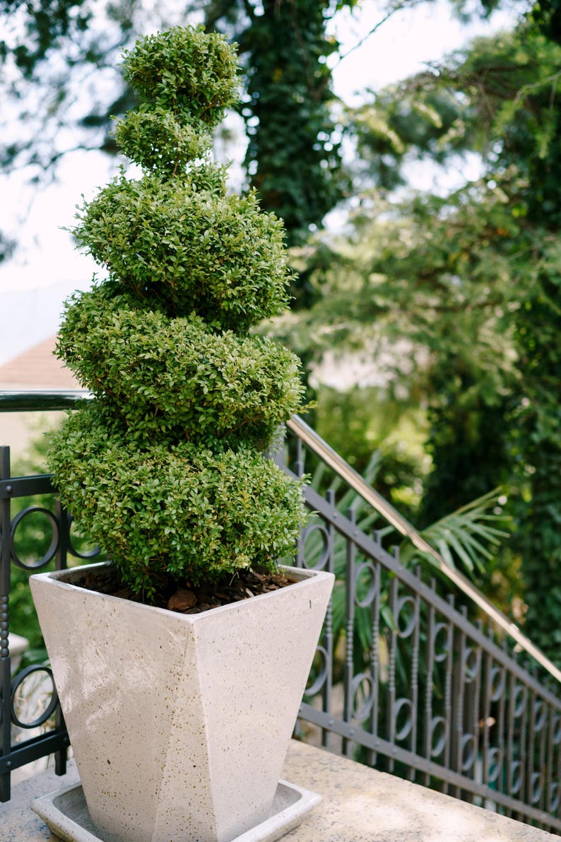 Topiary Tree - Spiral Japanese Blueberry - Elaeocarpus Decipiens - Low Maintenance Landscape Plant for Privacy & Shade