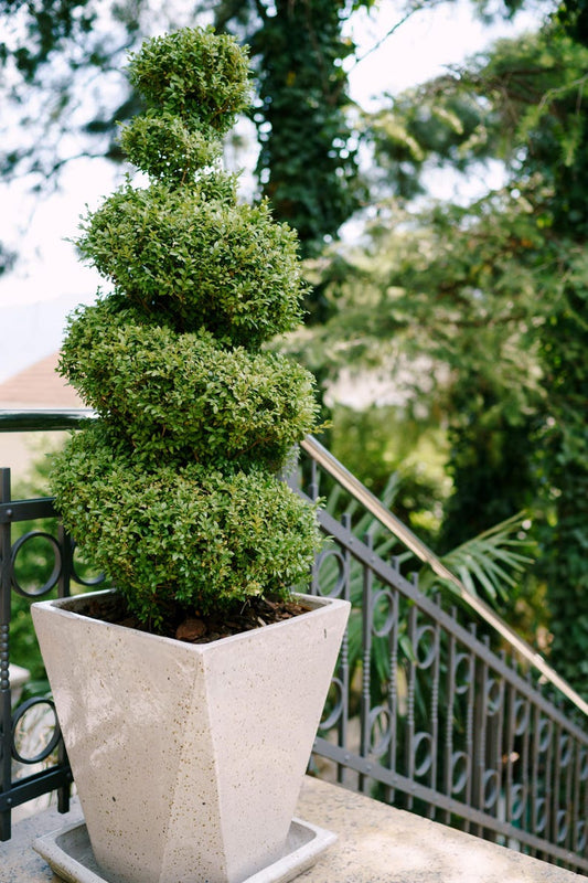 Topiary Tree - Spiral Japanese Blueberry - Elaeocarpus Decipiens - Low Maintenance Landscape Plant for Privacy & Shade