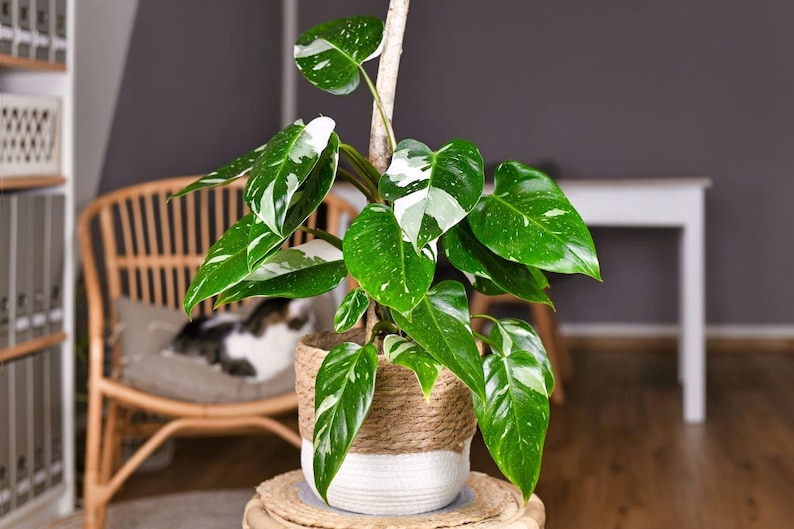 Philodendron White Princess Plant - Variegated Green White Foliage - Tropical Houseplant (Philodendron 'White Princess')
