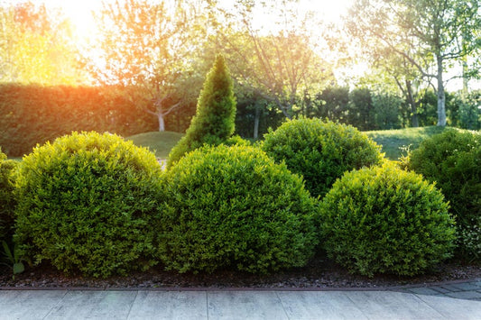 Wintergreen Boxwood Shrub | Evergreen Dark Green Foliage | Buxus microphylla 'Wintergreen' | Cold Hardy Privacy Hedge