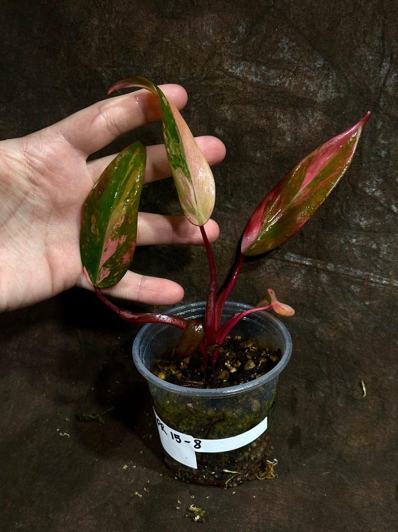 Variegated Philodendron Strawberry Shake Plant in Nursery Pot - Rare Houseplant - Philodendron erubescens 'Strawberry Shake'