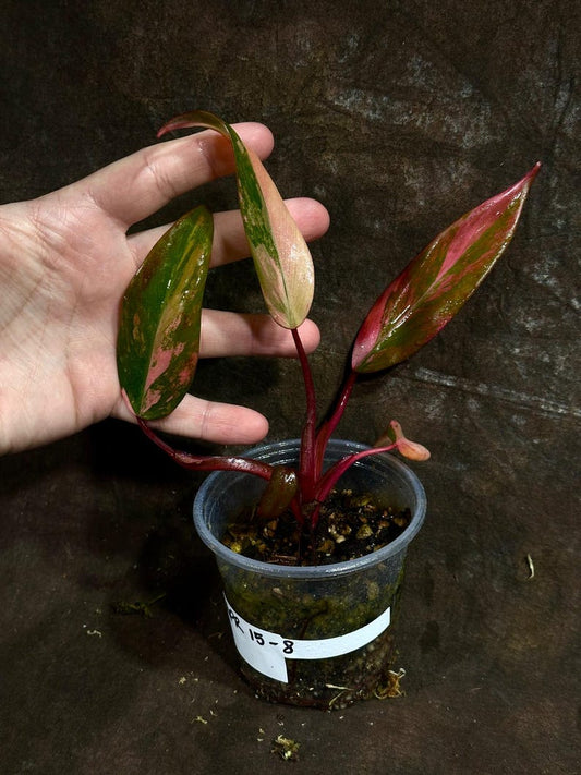 Variegated Philodendron Strawberry Shake Plant in Nursery Pot - Rare Houseplant - Philodendron erubescens 'Strawberry Shake'