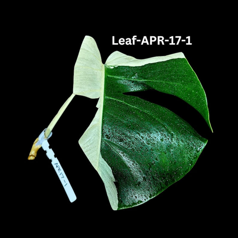 Variegated Monstera Cutting - Rare White Monstera Albo - Monstera Borsigiana Albo - Unique Indoor Plant - US Seller