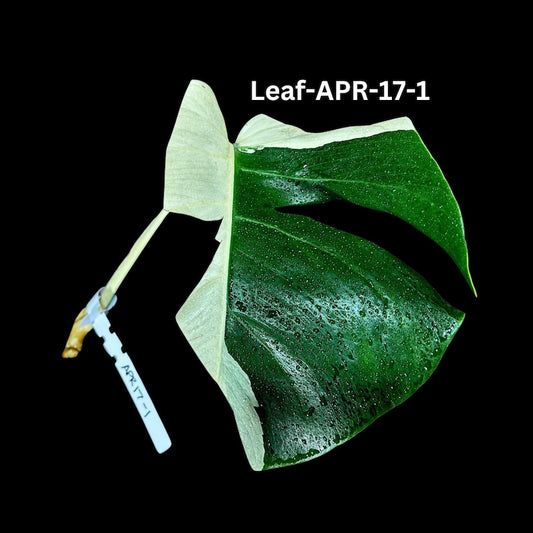 Variegated Monstera Cutting - Rare White Monstera Albo - Monstera Borsigiana Albo - Unique Indoor Plant - US Seller