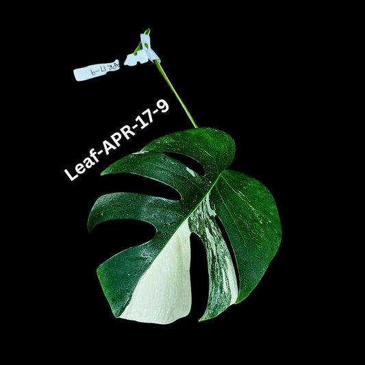 Variegated Monstera Cutting - White Monstera Albo - Rare Monstera Borsigiana Albo - Live Plant Cutting - US Seller