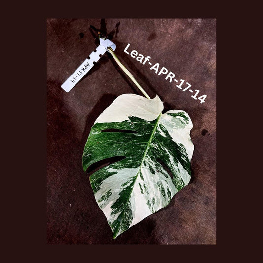 Variegated Monstera Albo Cutting - Rare White Monstera Borsigiana Albo - Monstera deliciosa - US Seller