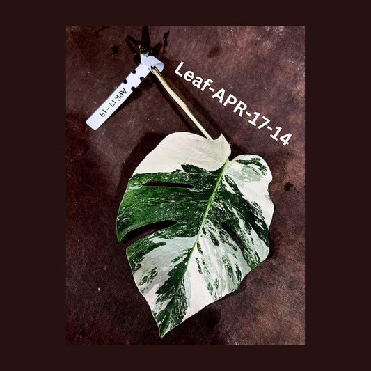 Variegated Monstera Cutting - Rare White Monstera Albo - Monstera Borsigiana Albo - US Seller - Unique Indoor Plant