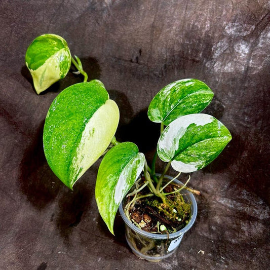 Variegated Scindapsus Pictus 'Jade Satin' Plant in Nursery Pot | Rare Collector Potted Plant | Scindapsus Jade Satin