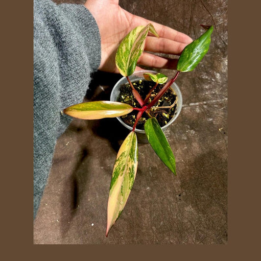 Variegated Philodendron Strawberry Shake Plant - Rare Pink Indoor Houseplant - Philodendron erubescens - Live Nursery Pot