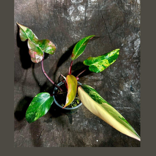 Variegated Philodendron Strawberry Shake Plant in Nursery Pot - Philodendron Pink - Rare Indoor Houseplant - US Seller