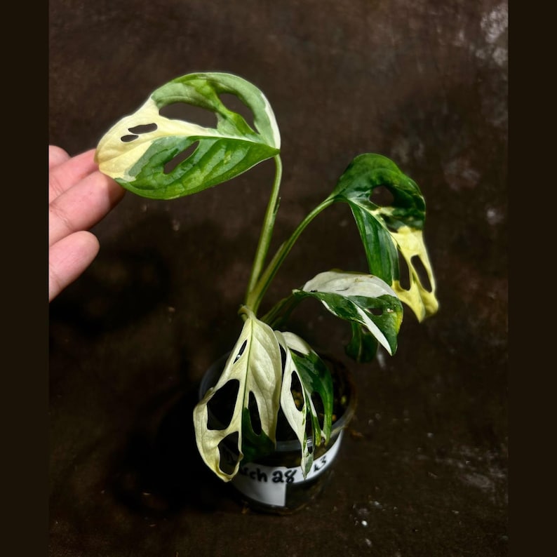 High Variegated White Monstera Adansonii Albo Potted Plant - Rare Swiss Cheese Vine - Indoor Houseplant - US Seller