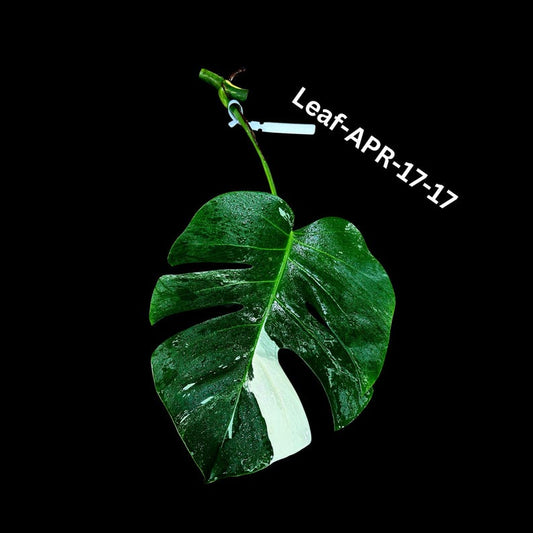Variegated Monstera Albo Cutting - Rare White Monstera Borsigiana Albo - Monstera Deliciosa Variegata