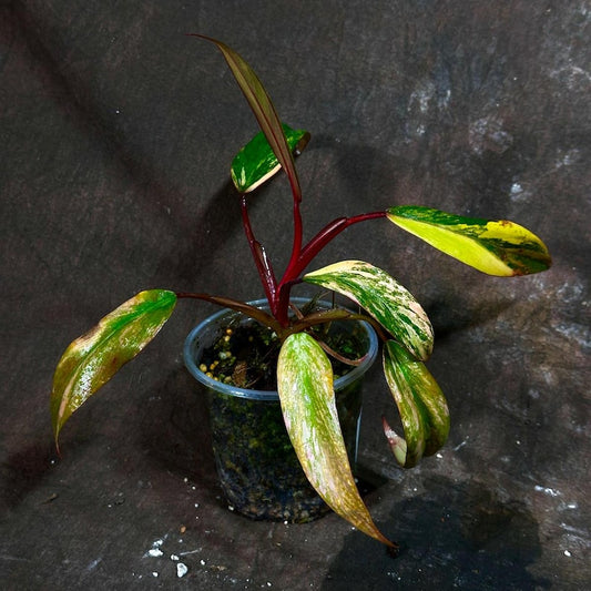 Variegated Philodendron Strawberry Shake Plant - Rare Pink Houseplant - Philodendron Pink - Live Indoor Plant - US Seller