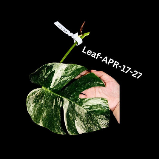 Variegated Monstera Albo Cutting - White Monstera Borsigiana Albo - Rare Houseplant - Monstera Deliciosa Variegata