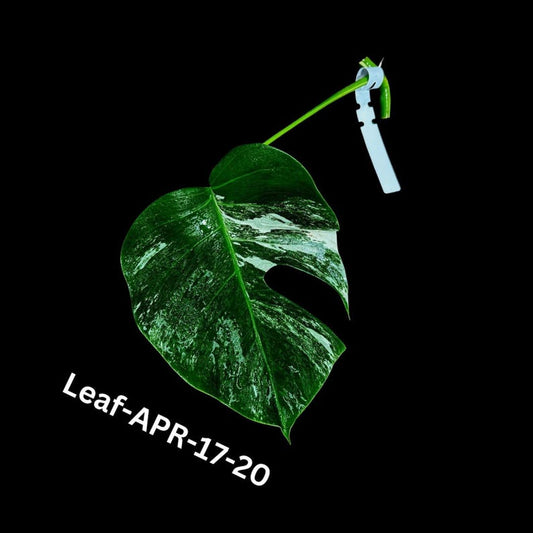 Variegated Monstera Albo Cutting - Rare White Monstera Borsigiana Albo - Monstera Deliciosa Variegata - US Seller