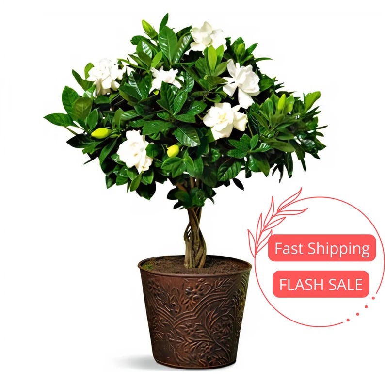Gardenia Live Plant | 4" Bushy Gardenia | Aromatic House Plant | Jasminum | Perennial Indoor Outdoor Garden Plant