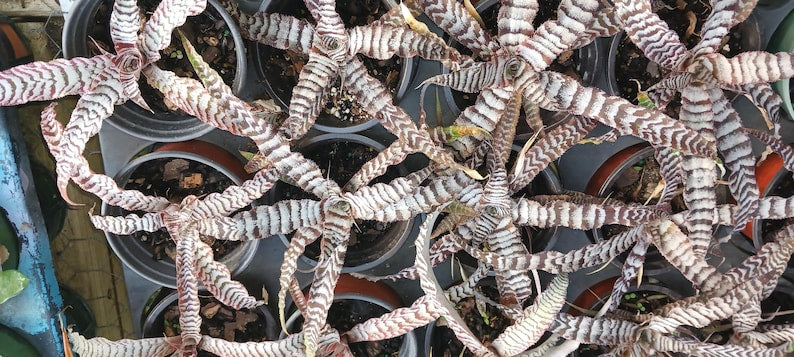 Bromeliad Plant - Cryptanthus Absolute Zero in 4" Pot - Tropical Terrarium Dish Garden - Easy Care Houseplant