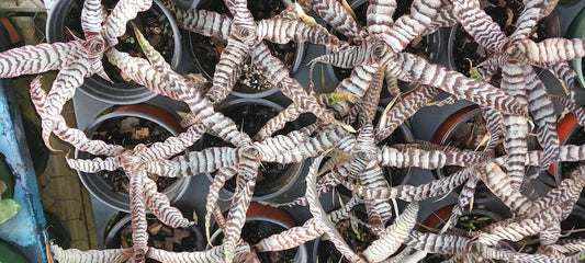 Bromeliad Plant - Cryptanthus Absolute Zero in 4" Pot - Tropical Terrarium Dish Garden - Easy Care Houseplant