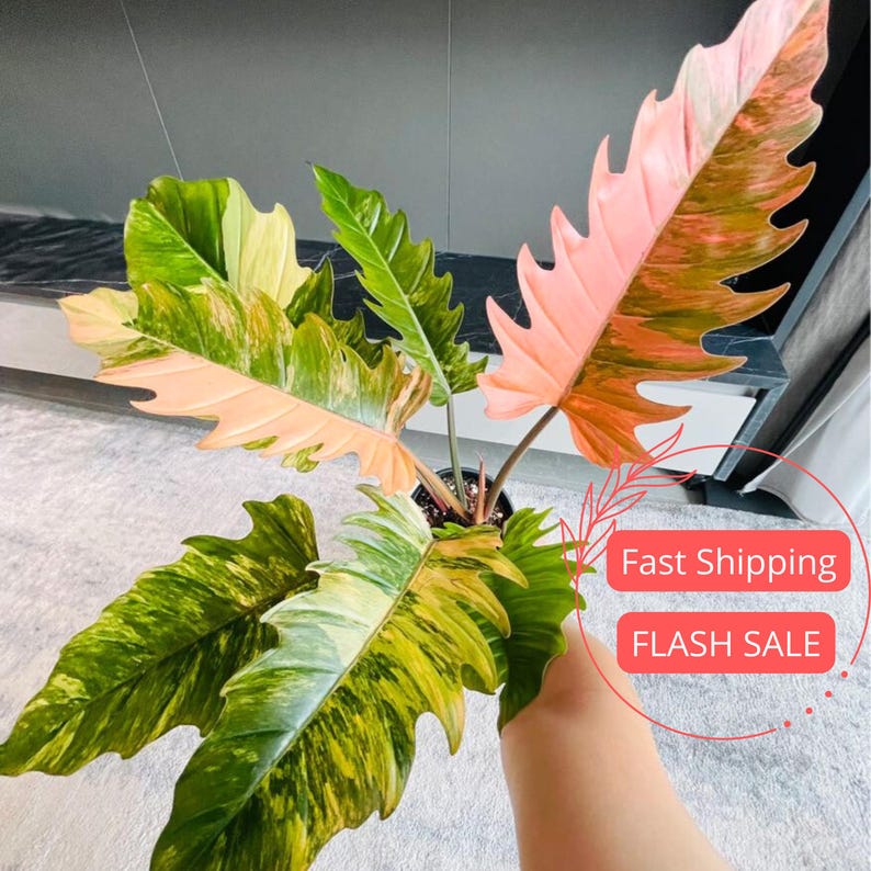 Philodendron Caramel Marble Plant | 4" Live Indoor Houseplant | Variegated Beauty | Philodendron spp.