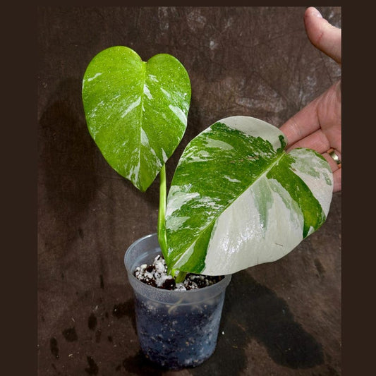 Variegated Monstera Albo Plant - Rare Indoor White Monstera Borsigiana - Exact Plant - Houseplant for Indoor Garden