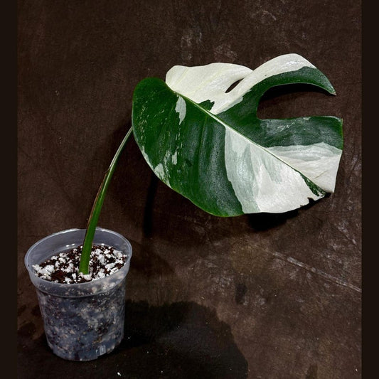 Variegated Monstera Albo Plant - Rare Indoor White Monstera Albo Borsigiana - Exact Plant - Houseplant - Monstera Deliciosa Albo