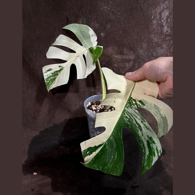 Variegated Monstera Albo Plant - Rare White Borsigiana - Indoor Houseplant - Exact Plant - Monstera Albo Borsigiana