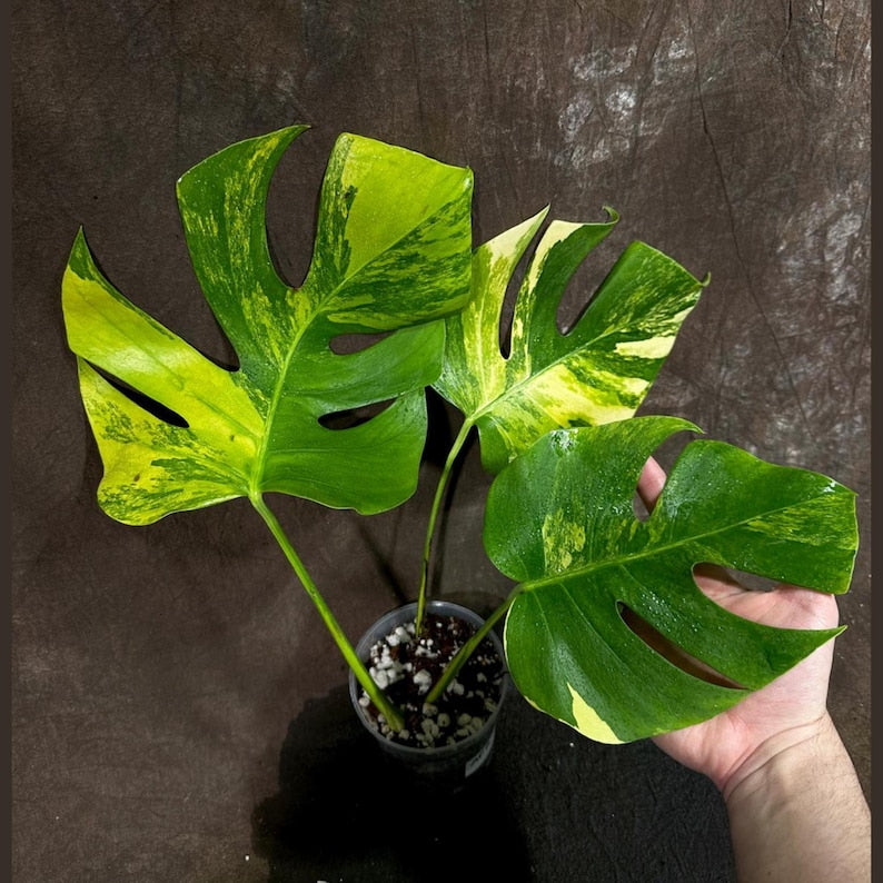 Monstera Aurea Variegated Borsigiana Potted Plant - Unique Green & Creamy Yellow Leaves - Monstera Marmota - Indoor Tropical Houseplant