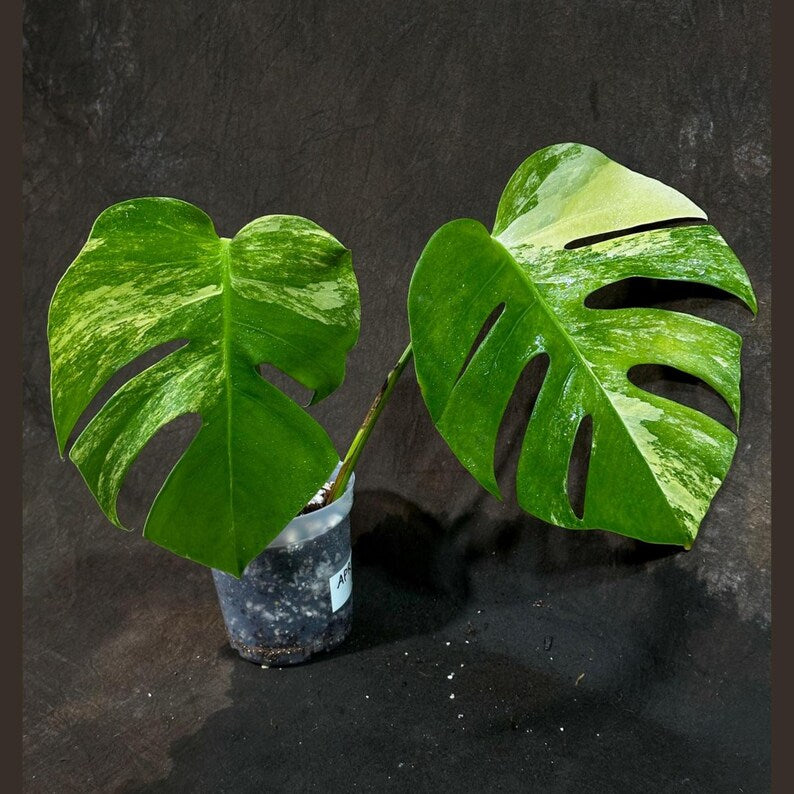 Monstera Aurea Variegated Borsigiana Potted Plant - Unique Tropical Houseplant - Monstera Marmota - US Seller