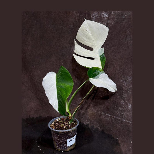 Variegated Monstera Albo Plant - Rare White Monstera Albo Borsigiana - Exact Plant - Indoor Houseplant - Tropical Greenery