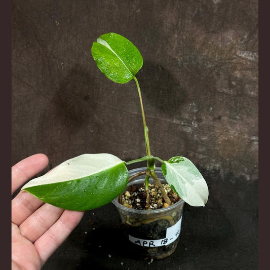 Variegated Monstera Albo Plant - Rare Indoor White Monstera Borsigiana - Unique Houseplant - Exact Plant - US Seller