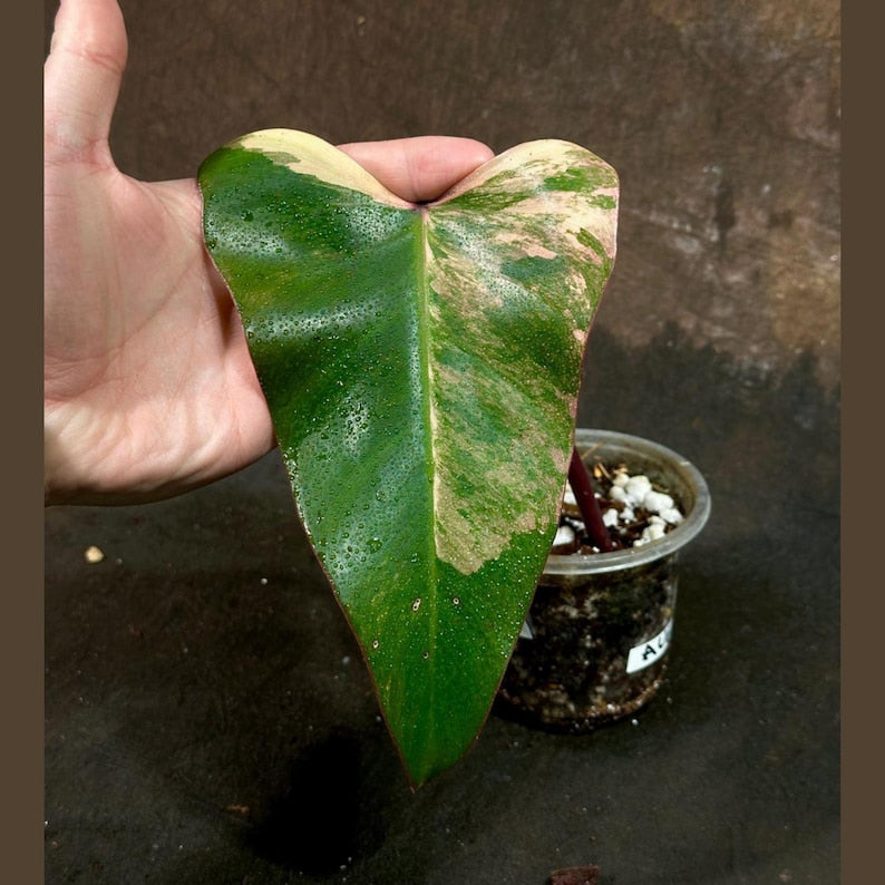 Variegated Philodendron Strawberry Shake Plant - Rare Pink & Cream Variegation - Live Indoor Houseplant - Philodendron erubescens