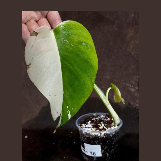 Variegated Monstera Albo Plant - Rare White Monstera Borsigiana - Exact Plant - Indoor Houseplant - Stunning Green & White Foliage