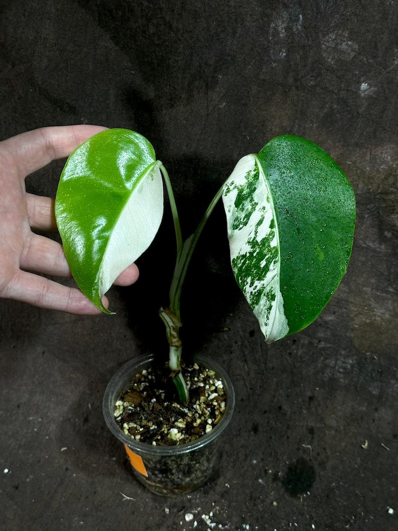 Variegated Monstera Albo Plant - Rare White Monstera Borsigiana - Exact Plant from US Seller - Unique Half-Moon Leaves
