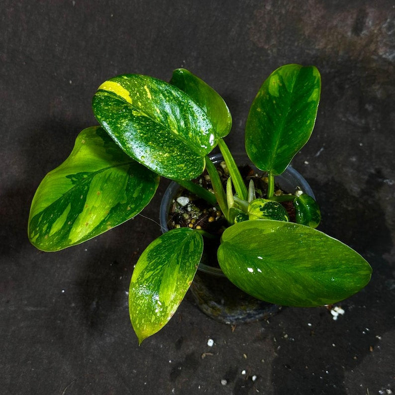Philodendron Green Congo Variegated Live Plant - Rare Collector's Hybrid - Large Heart-Shaped Leaves - Philodendron spp.
