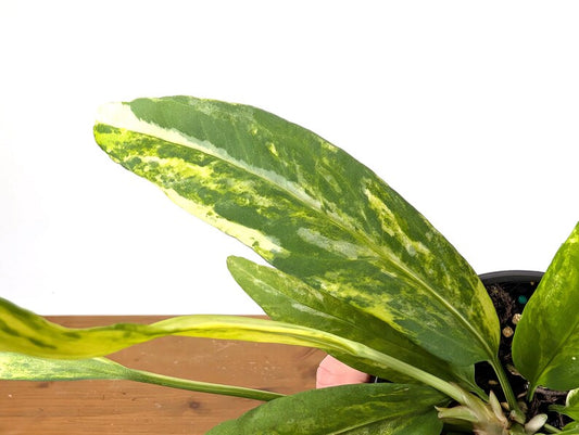 Anthurium Vittarifolium Tricolor Variegated Plant - 4 Inch Pot - Rare Tropical Epiphyte - Exact Plant #16E