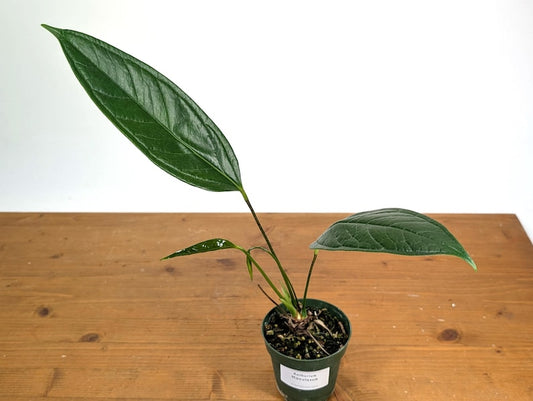 Anthurium Maculosum Plant - Dark Green Foliage - Tropical Houseplant - Free Hoya Krimson Queen with 3 or More Plants