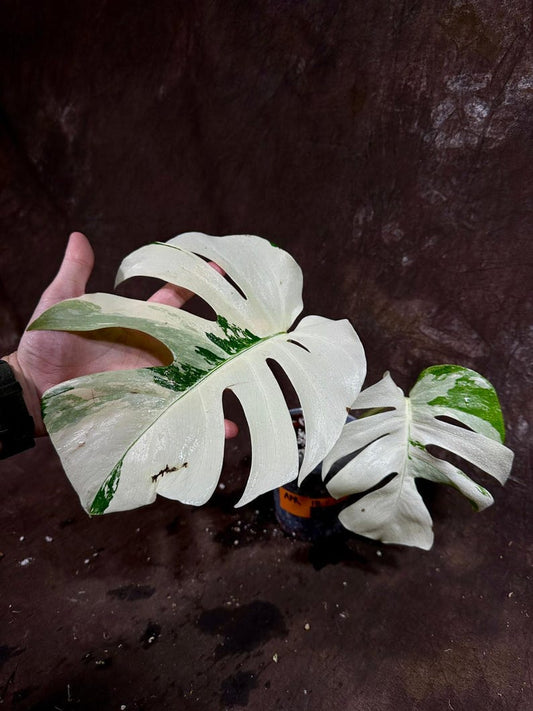 Variegated Monstera Albo Plant - Rare White Borsigiana - Indoor Houseplant - Exact Plant - US Seller - Unique Green & White Foliage