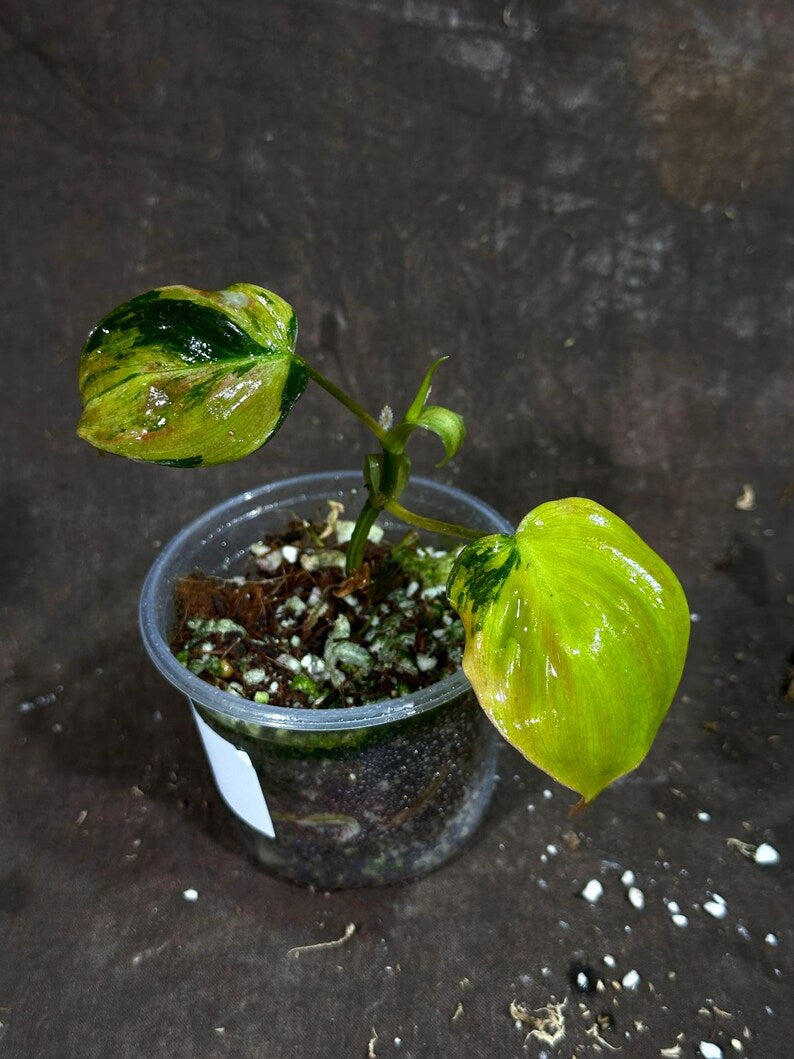 Rare Philodendron Mican Aurea Plant in Nursery Pot - Variegated Houseplant - Philodendron Micans "Aurea" - Live Plant