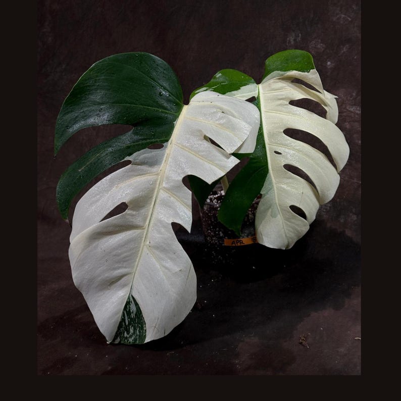 Variegated Monstera Albo Plant - Rare White Monstera Borsigiana - Exact Plant - Indoor Houseplant - Monstera Deliciosa Albo