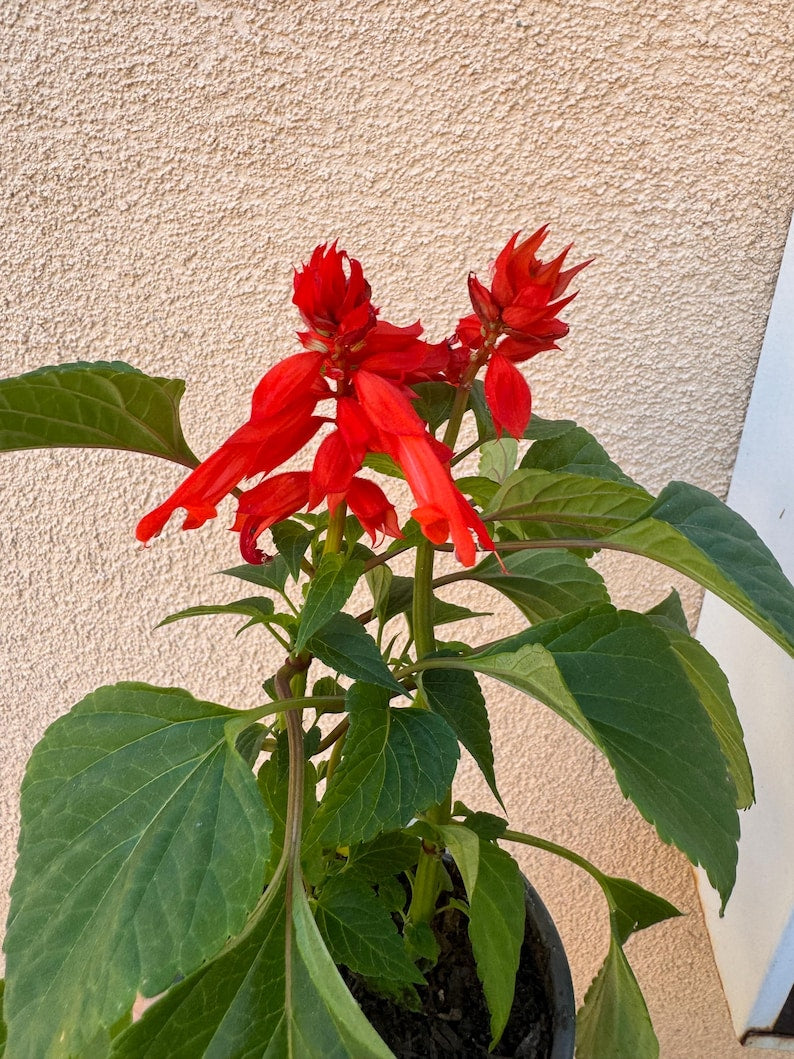 Salvia Plant - 4-Inch Pot - Mojave Red - Vibrant Red Blooms - Salvia splendens ‘Mojave Red’ - Pollinator Friendly