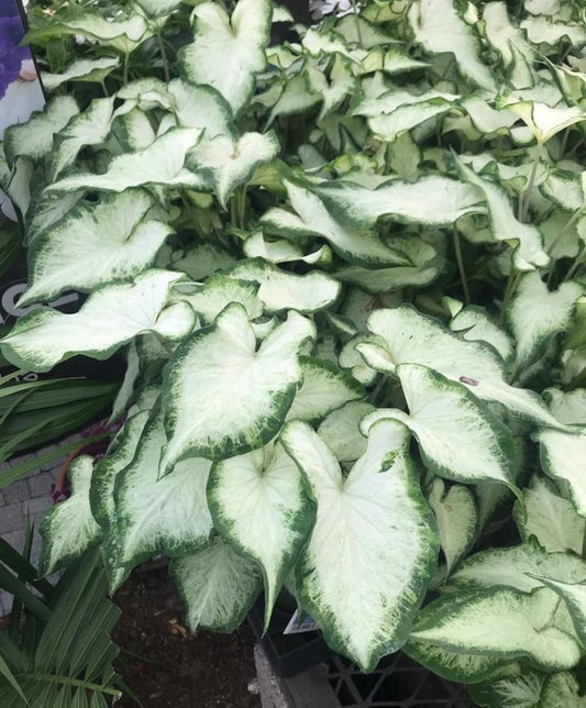 White Pearl Caladium Bulbs (2 Pack) - Sun-Tolerant Strap Leaf Variety - Caladium bicolor - Ideal for Containers & Indoor Displays