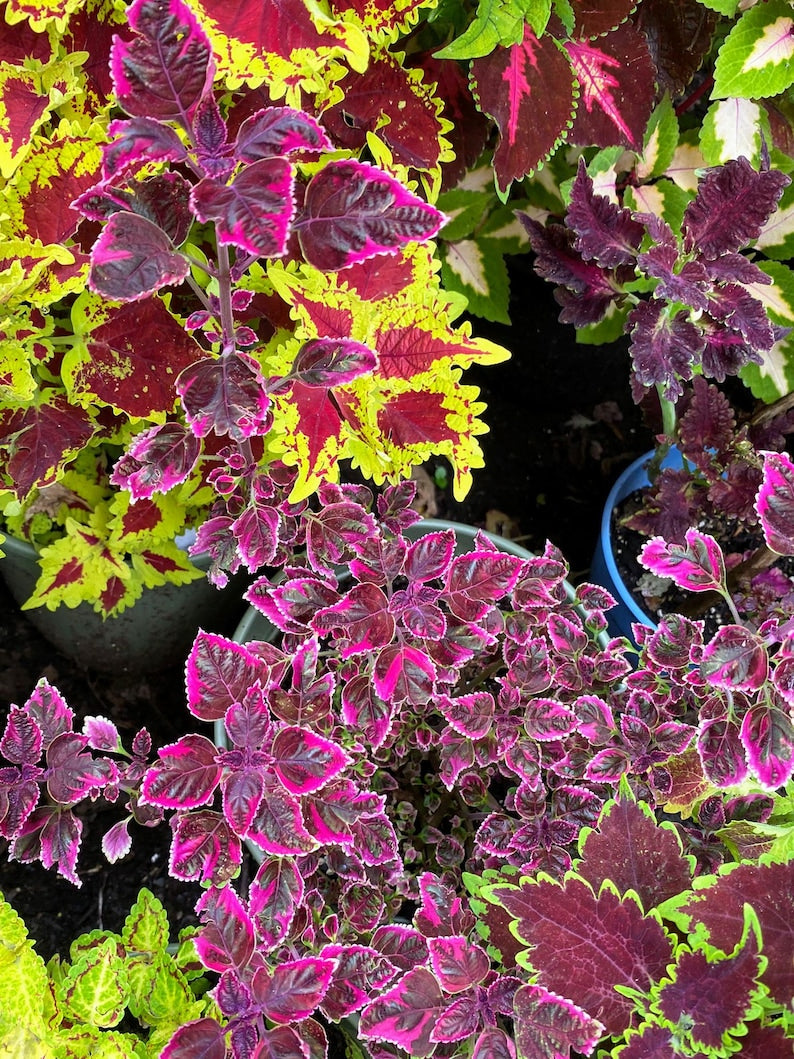 Dwarf Coleus Seeds Packet - Vibrant Ornamental Mix, Rare Painted Nettle Seeds for Indoors & Outdoors, Non-GMO Coleus scutellarioides