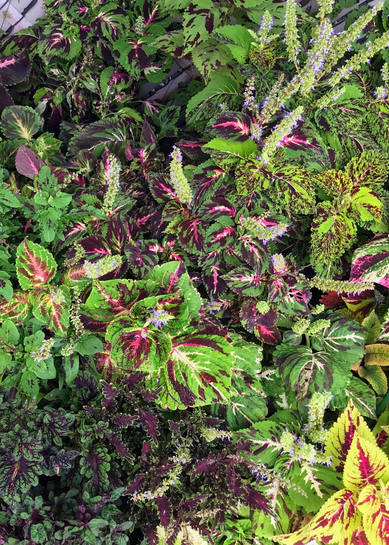 Mosaic Mix Coleus Seeds - 30 Rare Ornamental Seeds for Planting Indoors & Outdoors - Vibrant Painted Nettle (Solenostemon scutellarioides)